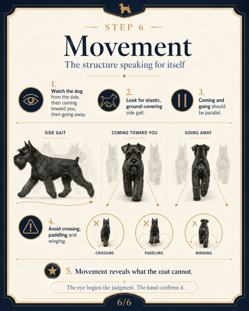 An instructional graphic titled 'Step 6 Movement' explaining how to assess a dog's movement. It includes steps for observing a dog from the side, checking for a proper side gait, and ensuring the dog is moving parallel when coming towards or going away from the observer. Visuals demonstrate side gait, coming toward, and going away stances, and a warning against crossing, paddling, and winging.