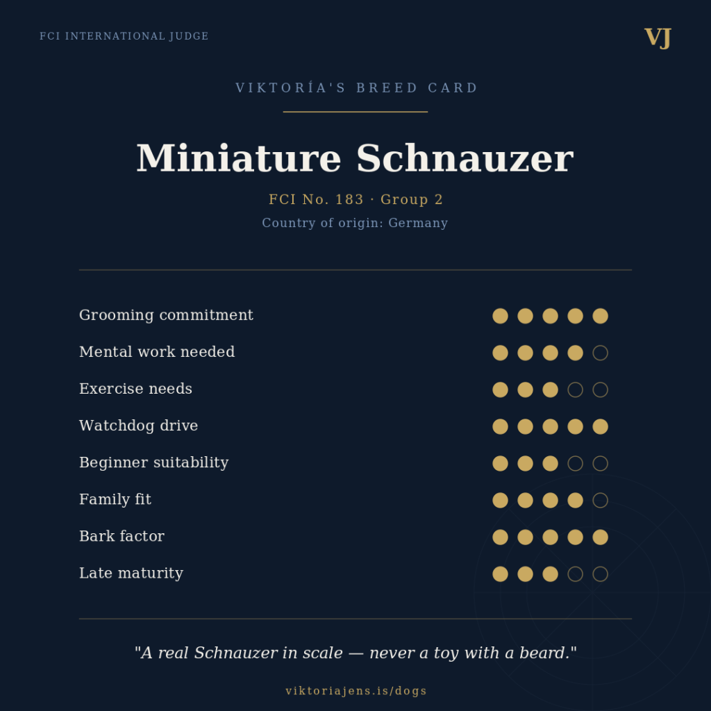 Infographic detailing the breed characteristics of the Miniature Schnauzer, including grooming commitment, mental work needed, exercise needs, watchdog drive, beginner suitability, family fit, bark factor, and late maturity.