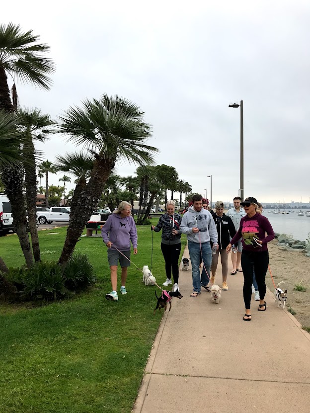 A group of people walking dogs along a path by the water, surrounded by palm trees and a cloudy sky.