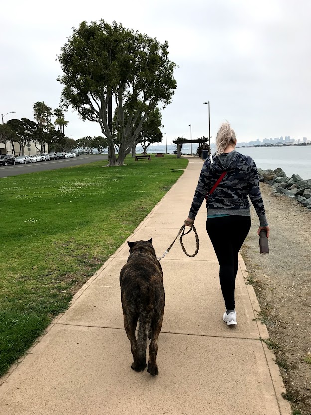 A person walking a large, brindle dog along a paved path next to a grassy area, with trees and a waterfront in the background.