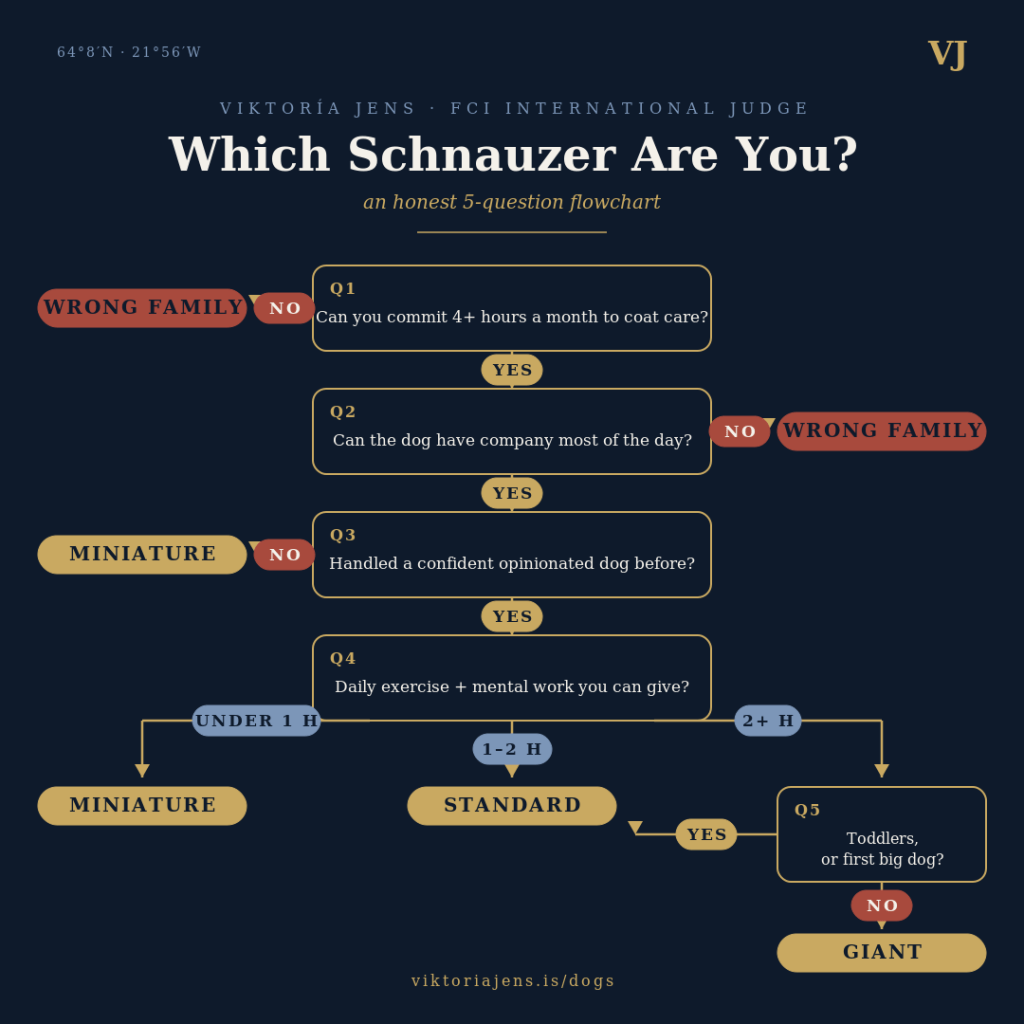 A flowchart titled 'Which Schnauzer Are You?' by Viktória Jens, featuring a series of questions to help determine the appropriate Schnauzer type based on the owner's commitment and lifestyle.