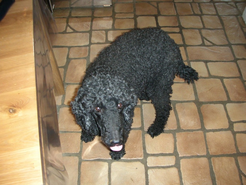 A black curly-haired dog sitting on a tiled floor, looking up with its tongue out.