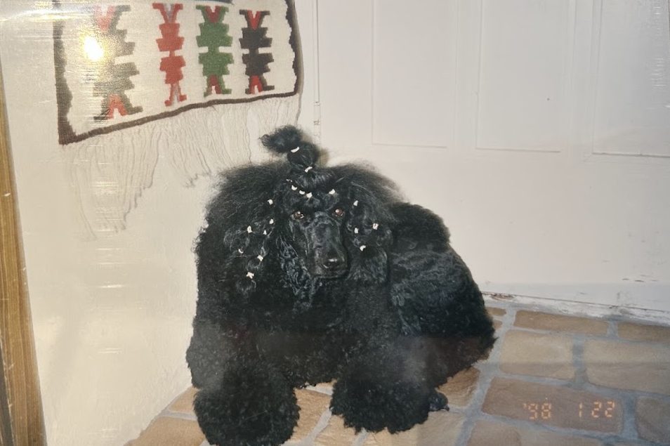 A black poodle with elaborate grooming sits on a tiled floor near a white door, with a decorative wall hanging in the background.