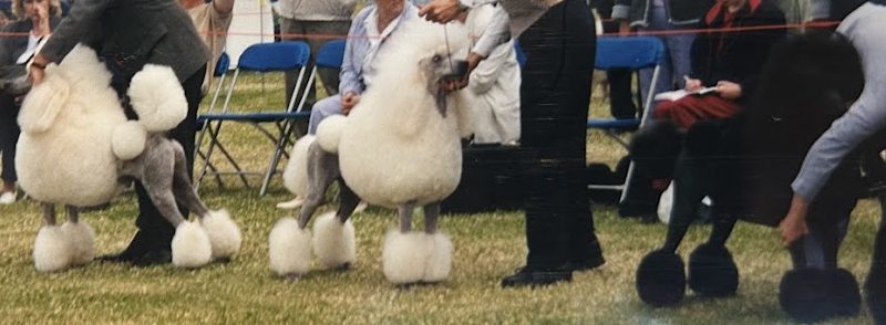 A group of poodles with distinct grooming styles standing in a line at a dog show, with spectators in the background.