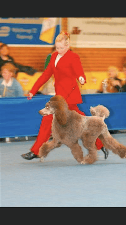 A young person in a red outfit leads a brown poodle on a leash during a dog show.